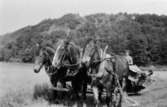 3 st. Nordsvenska hästar drar ett slåtteraggregat på Ersgårdens ägor, 1930.