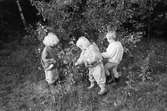 Tre små gummistövels-beklädda barn, står i en grässlänt och plockar bland löven på en låg buske. Utomhus vid Katrinebergs daghem.