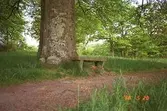 En stenbänk som står placerad bredvid ett stort träd. Framför detta löper en grusstig. Gunnebo slott, 1988.