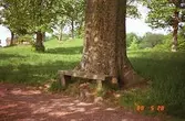 En stenbänk som står placerad precis framför ett stort träd. En grusstig löper förbi. Gunnebo slottspark, 1988.
