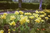 Fullt utslagna gula tulpaner samt några maskrosor, som växer i en rabatt. I bakgrunden ser man en grusstig, träd, bänk samt en grön häck. Gunnebo slottspark 1988.