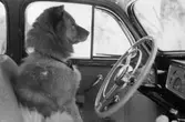 En relativt stor hund (familjen von Kanitzs) sitter bakom ratten i framsätet på en bil, 1930-tal. Bilden kommer från ett av Gunnebo slotts fotoalbum.