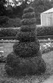 Formklippt buske i Gunnebo slottsträdgård. Trädgårdsarkitektbesök 1941.