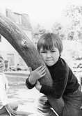 En pojke kramar ett träd. Holtermanska daghemmet juni 1973.