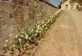 En stenmur, blomsterrabatt och grusväg som leder från Gunnebo slott till ett bostadshus åt öster.  Mitt emot bostadshuset byggdes senare Mölndals turistbyrå. Maj 1991.