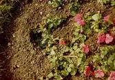 Plantor i en blomsterrabatt. Gunnebo slott, juni 1990.