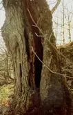 Del av en trasig trädstam vid Gunnebo slott, april 1990.