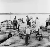 Posten hämtas här vid Bergs brygga på Möja av Jan-Ola Öding och
hans syster Gunilla. Det är under sommarmånaderna som det finns en
biträdestjänst vid poststationen. Annars får mamman
poststationsföreståndare Gulli Öding själv hämta.