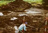 Arkeologisk utgrävning i Tulebo mosse, augusti 1993.