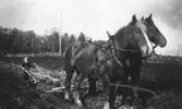 Kjell Johansson plöjer vid Torrekulla gård, våren 1953 eller tidigare. De stora arbetshästarna hörde till Torrekulla gård, där fadern Allan var rättare.