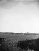 Kvinnor på Tunabergsgärdet. från Galgbacken, Tuna backar, Uppsala 1900