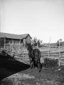Häst, Gränby, Ärentuna socken, Uppland 1900 - 1901