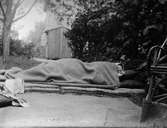Elin Liljefors sovande i trädgården, Svartbäcksgatan 37, kvarteret Edda, Svartbäcken, Uppsala 1900 - 1901