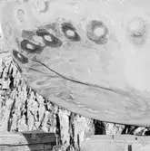 Ubåten Hajen propellerskada