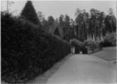 Skogskyrkogården
Väg kantad av granar, stålport