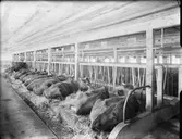 Lantbruk
Ladugård med kor
Interiör