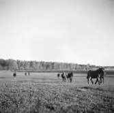 Öster Ledinge sågverk
Hästar på bete