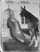 Reklamfotografering för skor
Sko fotograferad framför bild av häst