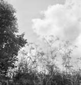 Bebyggelse vid landsväg
Blommor i dikesren
Exteriör