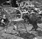 Utemöbler
Korgstol med hund i grönskande trädgård