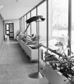 Strömbackens ålderdomshem
Interiör, förbindelsebyggnad med uppglasade väggar och gröna växter i blomlådor. Papegoja på stålställning med matskål.