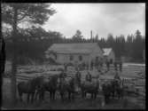 Män och hästar framför timmerupplag i Flishult, troligtvis ett sågverk.