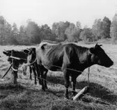 Gestad, Kor på bete.