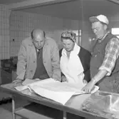 En liten resa på Gullholmen