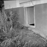 Bilder från ett pistoldrama