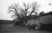 Kastanj vid Torrekullamotet i Kållered, år 1983. 