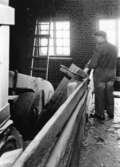 En man arbetar vid en huggmaskin i Sulfitfabriken på Papyrus.