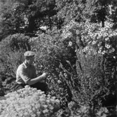 Villa Papyrus, parken.