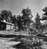 Villor. Negativ från färgfoto.