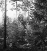 Skogsförvaltningen, diverse.