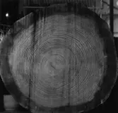 Stockända. Årsberättelse 1959.