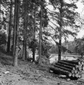 Forsa skogar. Norra delen av Ullasjön.