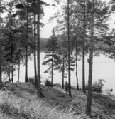 Forsa skogar. Stockasjön.