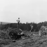 Forsa skogar. Upplagsplatsen 