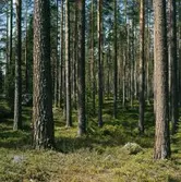 Skogsbild. Papyrus årsberättelse 1975/1977.
