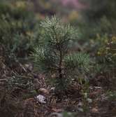 Tallplanta. Fotografi till broschyr 