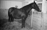 Hästen Madame Swahn i Lindome, år 1983.

För mer information om bilden se under tilläggsinformation.