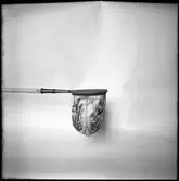 Vänersborg, Vänersborgs kyrka.
Inventering av föremålen i kyrkan.