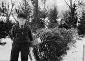 Två pojkar bär julgran i Vasaparken, Uppsala 1934