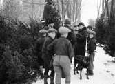 Julgransförsäljning i Vasaparken, Uppsala 1934