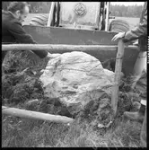 Flyttning av älvkvarnsten. Källhult Dalskog