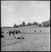 Beteslandskap. Brättehaga Vassända-Naglum