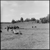 Beteslandskap. Brättehaga Vassända-Naglum