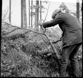 Fornlämning - Markvård. Kårebyhögen  Bolstad