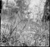 Blommor på ängen kring Dalaborg.