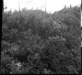 Militäranläggningar. Skansar i Dals-Ed.